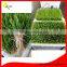 2016 cheap price Bud Seeding Machine,Automatic Mung Bean Sprout Machine Buy Direct From China Factory