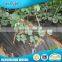  Hot Products Non-Woven Agriculture Black Plastic Mulch Film