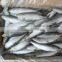 frozen Sardines whole round with cheap price 100-150pcs /10kgs
