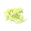 BRC Certified Frozen Vegetable IQF Frozen White Cauliflower Cut With Stem