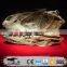 OA6146 Museum Use Exhibition Dinosaur Skeleton Fossil