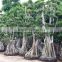 Big Ficus/bonsai tree for sale from china