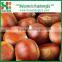 Hot Selling fresh chestnuts - Organic and best Chinese chestnuts
