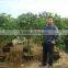 Natural Evergreen Ficus Benjamina L