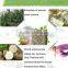 Thailand Pueraria Mirifica Big Breast Enhancement Capsules 1000 grains