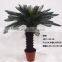Artificial outdoor and indoor cycas for decoration