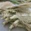 Used Many Places Clean Tool Natural Bamboo Broom