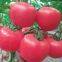 Big Pink Seeds Hot Tomato Greenhouse Plant Tomato Seeds No.63
