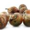 Premium Quality Soapnut Shell At Your Door Step