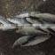 Frozen round scad exporter from China with size 55 - 70 pcs / 10 kg