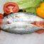 frozen indian mackerel whole round