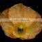 Corn Poppy,Papaver, Flower Seeds , Herb Seed,vegetalbe Seed,fruit Seed,grass Seed