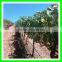 UV treated mist bird netting, anti flying woven wire mesh for cherry trees