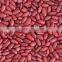 supplying CHINA red kidney beans