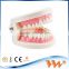 plastic acrylic teeth and jaw model for dental study