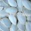china roasted salted snow white pumpkin seeds with market price