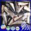 Sardines Hgt, superb quality