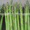 Canned Green Asparagus Tips and Cuts/Canned Food/Canned Vegetables