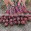 Canned Beetroot Slices 3kg