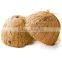 natural coconut shell