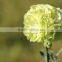 Fresh cut flower carnation Dianthus caryophyllus