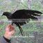 realistic life size artificial crows wholesale lifelike crow decoys