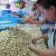 Dried Raw Cashew Nut from Vietnam