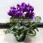 SJ300917 Artificial bonsai plant flower