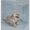 dog cage
