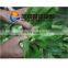 Ozone Ultrasonic Leafy Vegetable Fruit Broccoli Mushroom Eggplant Washing Machine