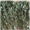 Herbal medicine Houttuynia