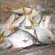 Wholesale golden pompano Frozen Golden Pompano Fish golden pomfret Trachinotus Ovatus
