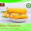 best selling Special best quality yellow corn for animal feed