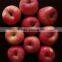 Chinese Fresh Red Juicy Fuji Apple for export/import