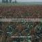 sorghum price can be very competitive