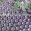 extremly shine low defect good quality ss20 tanzantite color dmc hot fix stone