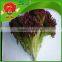 free of contamination hotbed red leaf lettuce