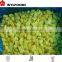 china price hot sales frozen mango dices