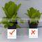 Agrolink Granular Seaweed Organic Fertilizer for good price