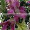 Supply pink color fresh lily bud fresh cut flower buds