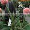 Artificial big bonsaid tree,potted plant artificial bonsai