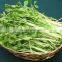 Water recycling use automatic bean sprout machine