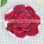 Natural Dried Dragon Fruit For International Market