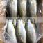 frozen yellow tail Travelly Fish yellowtail Seriola quinqueradiata