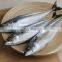 frozen mackerel price frozen pacific mackerel fish scomber japonicus