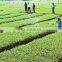 China factory supply industrial grade diammonium phosphate agricultural grade