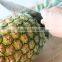 SUPPLY FRESH PINEAPPLE FROM VIET NAM WITH HIGH QUALITY for EXPORT IN NEW CROP 2016