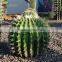 Amusment Park Outdoor Decoration Artificial Cactus