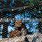 Stainless steel bird and animal netting enclosure