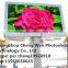 HOT PRODUCTS China professional p6.67 outdoor full color LED display